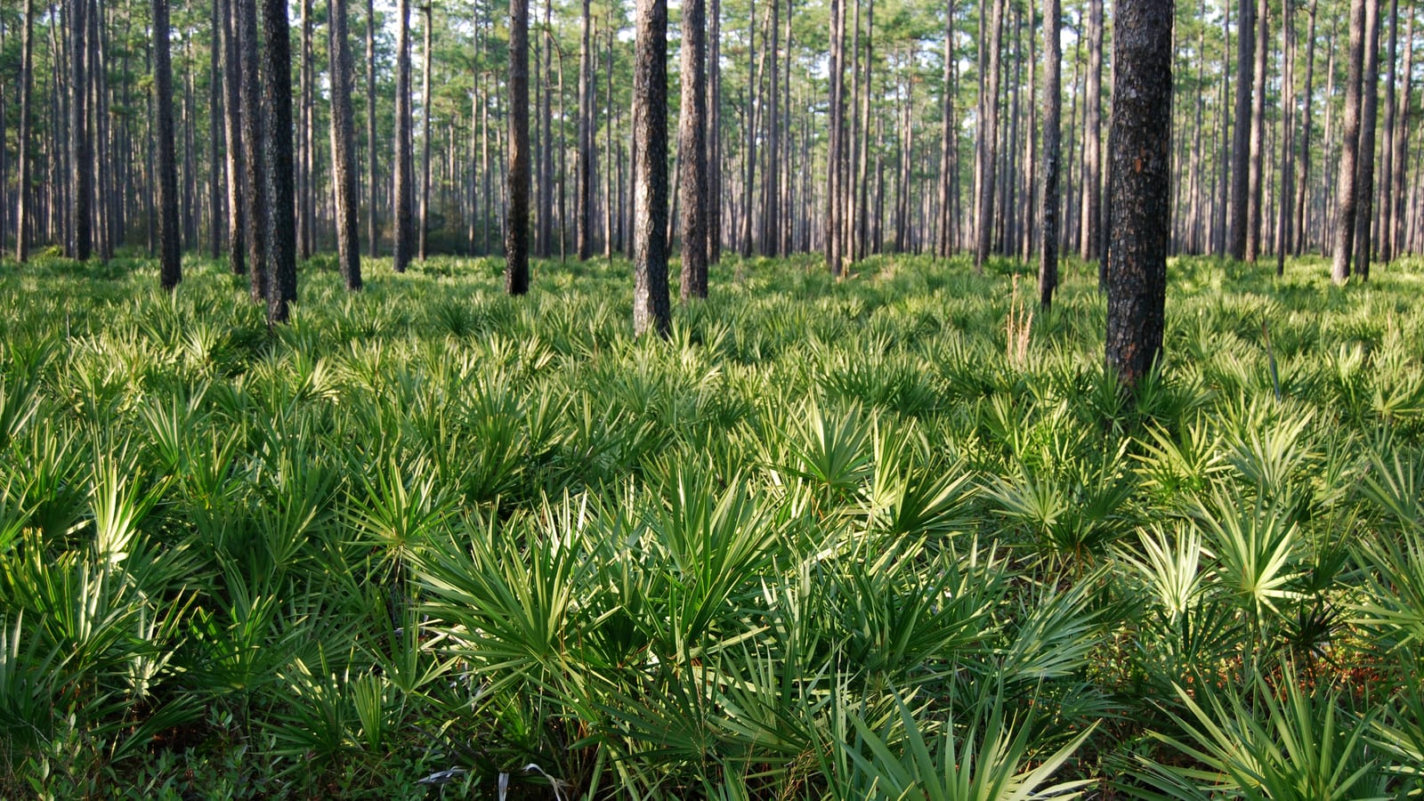 Longleaf pine flatwoods with a saw-palmetto understory in Northwest Florida
