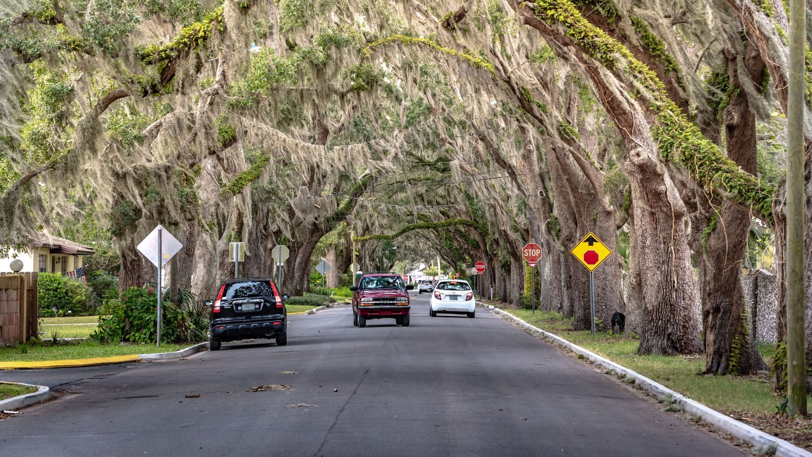 A residential street canopied by live oaks draped in Spanish moss